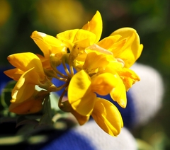Coronilla valentina