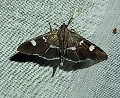 Desmia ploralis