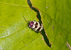 Alagoasa decemguttata