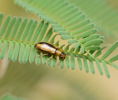 Monolepta subsuturalis