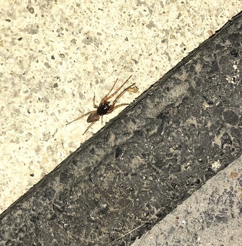 Trachelidae