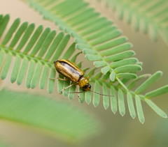 Monolepta subsuturalis