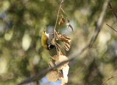 Melithreptus albogularis inopinatus