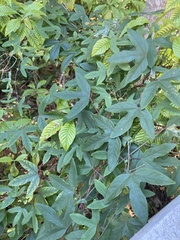 Passiflora × kewensis
