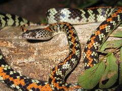 Siphlophis cervinus