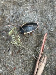 Polyzosteria limbata