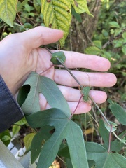 Passiflora × kewensis