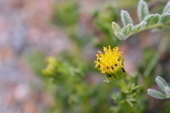 Senecio puchii
