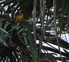 Icterus cucullatus