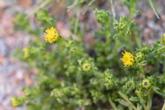 Senecio puchii