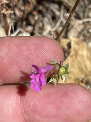 Stachys tenerrima