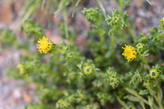 Senecio puchii