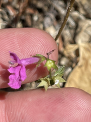 Stachys tenerrima