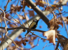 Parus major