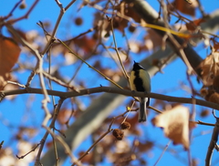 Parus major
