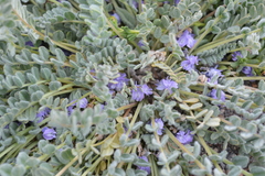 Astragalus arequipensis