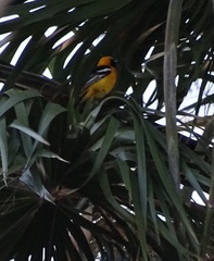Icterus cucullatus