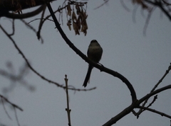 Aegithalos caudatus