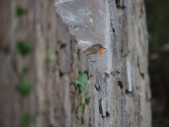 Erithacus rubecula