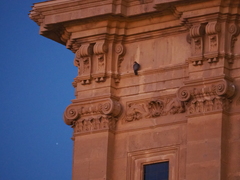 Falco peregrinus