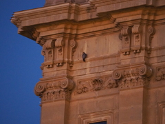 Falco peregrinus