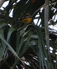Icterus cucullatus