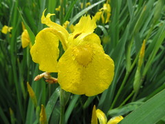 Iris pseudacorus