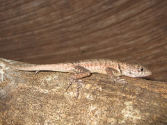 Tropidurus oreadicus