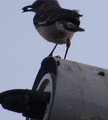 Mimus polyglottos