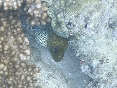 Gymnothorax undulatus