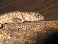 Tropidurus oreadicus