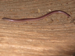 Amerotyphlops