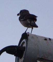 Mimus polyglottos