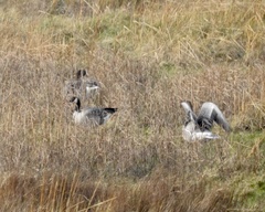 Branta hutchinsii hutchinsii