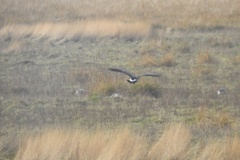 Branta hutchinsii hutchinsii