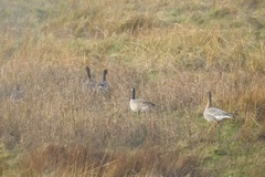 Branta hutchinsii hutchinsii