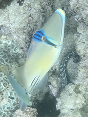 Gymnothorax undulatus