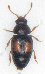 Kateretes pusillus