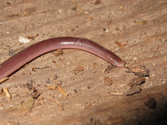 Amerotyphlops