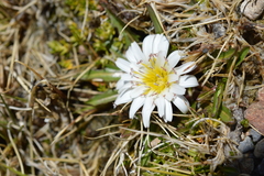 Hypochaeris taraxacoides