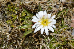 Hypochaeris taraxacoides