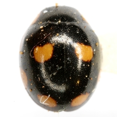 Hyperaspis octonotata