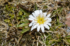 Hypochaeris taraxacoides