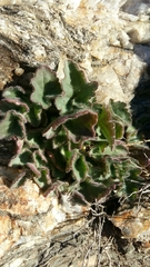 Asarina procumbens