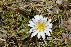 Hypochaeris taraxacoides