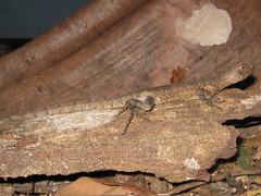 Uranoscodon superciliosus