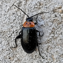 Disonycha triangularis