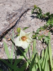 Hibiscus richardsonii