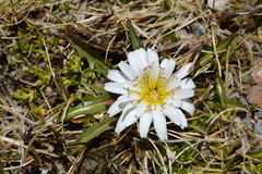 Hypochaeris taraxacoides