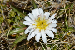 Hypochaeris taraxacoides
